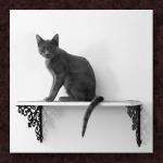 Cat On a Shelf...