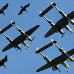 P38... Flock Within a Flock (NOT)...