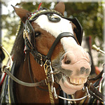 Smiley the Clydesdale...