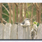 Birdie On a Fence...
