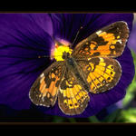 Butterfly #2...