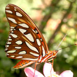 Butterfly #5...