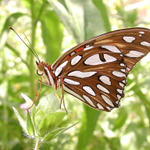 Butterfly #6...