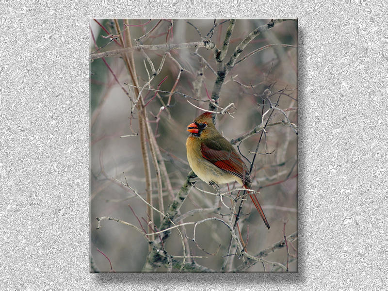 Cardinal In Winter...