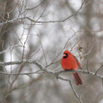 Cardinal #2 In Winter...