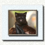 Kitty #1...