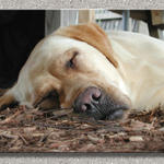 Chloe Snoozes at Four Winds...