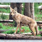 Yosemite Coyote #1...