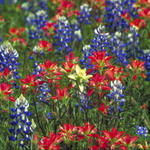 Floral0006as7