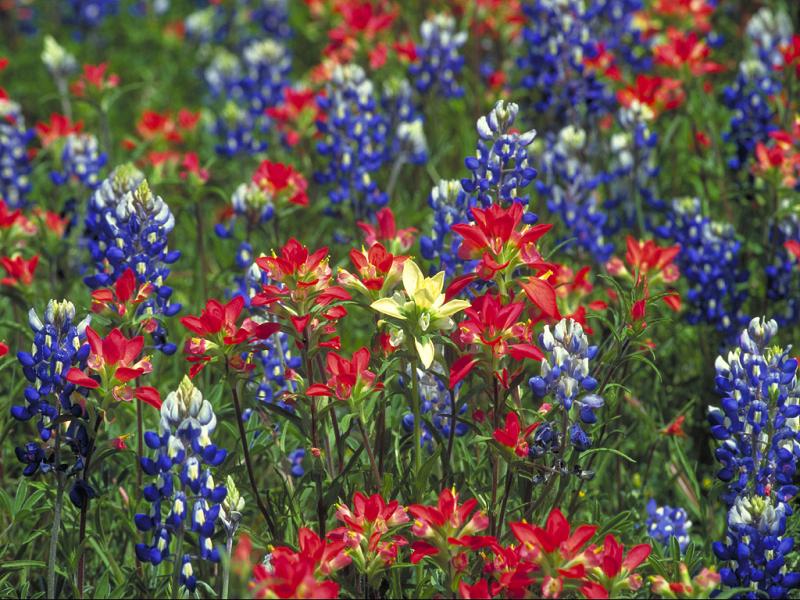 Floral0006as7