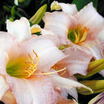 Floral0023as7