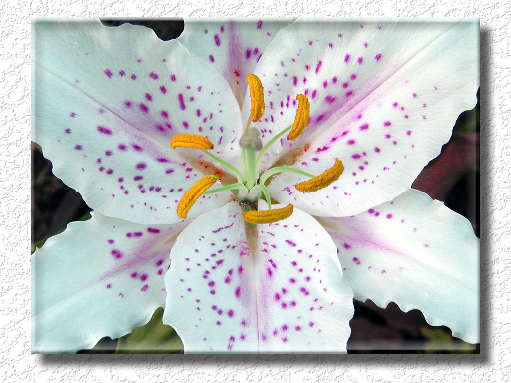Floral0026b2s7