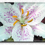 Floral0026b2s7