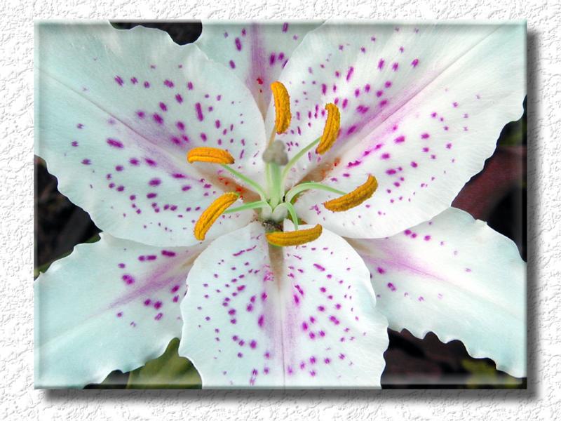 Floral0026b2s7