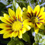Floral0028s7