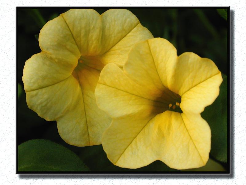 Floral0131b2s7