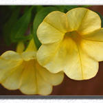 Floral0133a2s7