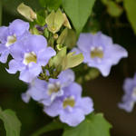 Floral0219as7