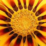 Floral0223s7