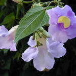Floral0307as7