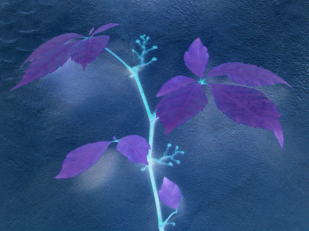 Floral0970a2s7