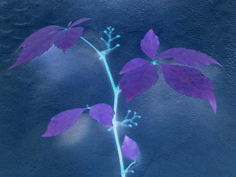 Floral0970a2s7