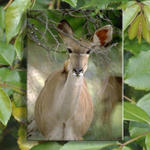 Peeking Deer In the Woods #2...