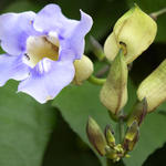 Floral2413a3s7