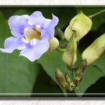 Floral2413a5s7