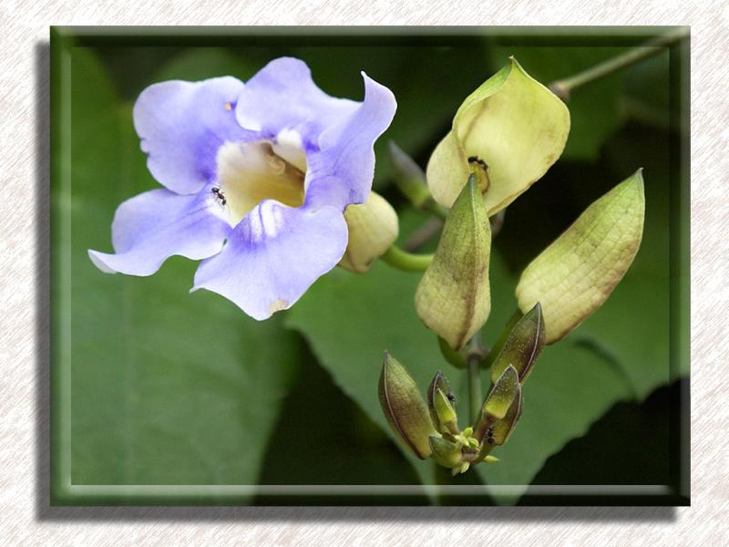 Floral2413a5s7