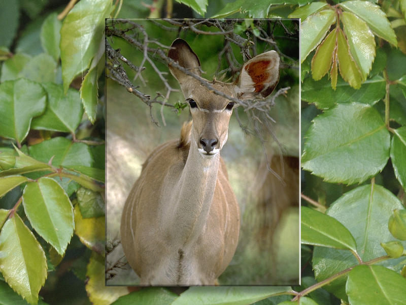 Peeking Deer In the Woods #2...