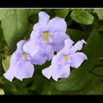 Floral2505a2s7