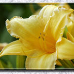 Floral2595a3s7