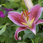 Floral2608as7