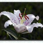 Floral2634a3s7