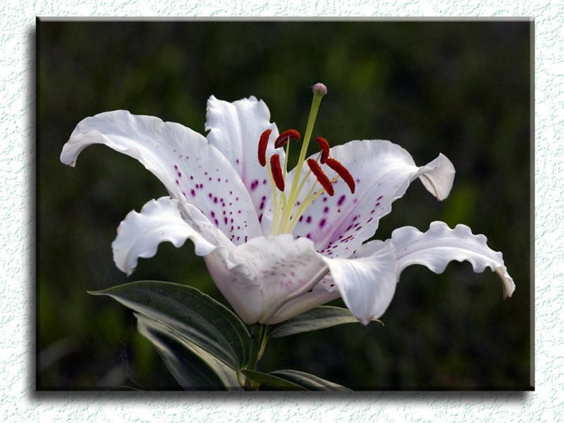 Floral2634a3s7