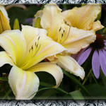 Floral2655bs7