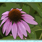 Floral2659as7