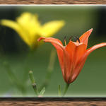 Floral2667a4cs7