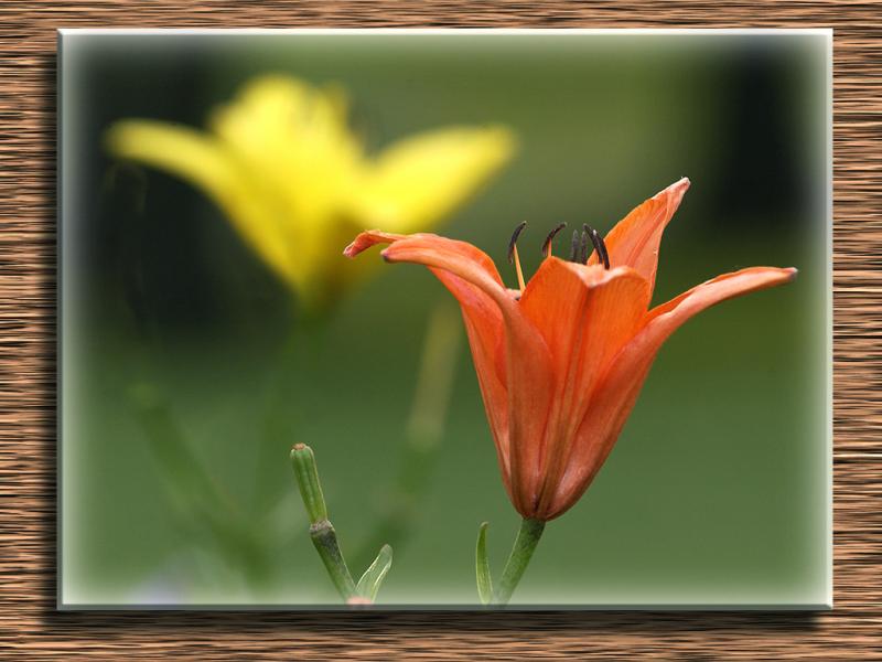Floral2667a4cs7