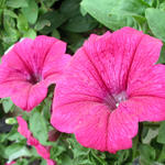 Floral4489s7