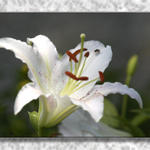 Floral5358as7