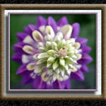 Floral6012a3s7