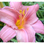 Floral6124s7b