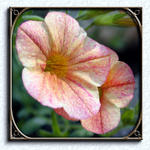 Floral6127as7