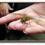 Dragonfly...