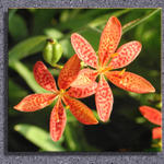Floral6339as7