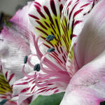 Floral6633as7
