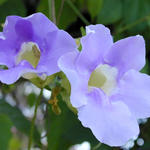 Floral7768a2s7