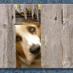 Duke Gives Me the Eye...